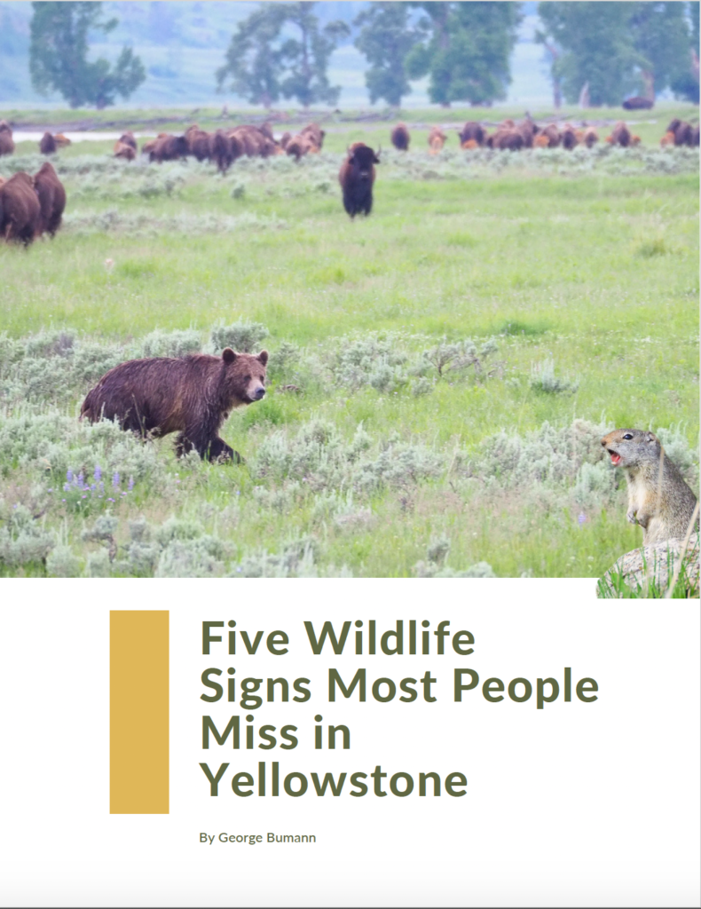 Five wildlife signs most people miss free guide 